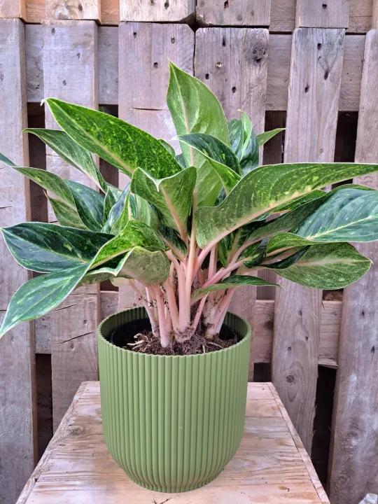Aglaonema 'Peach Pearl'