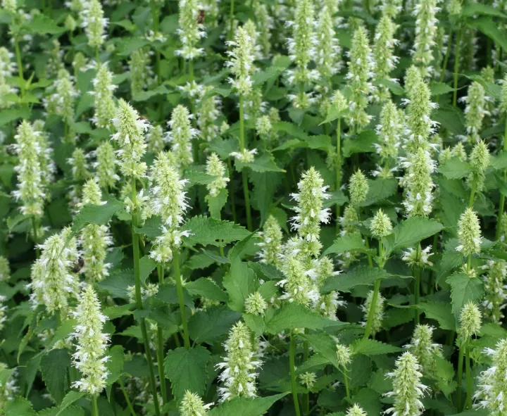 Agastache rugosa 'Alabaster'