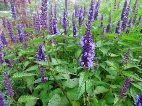 Agastache 'Little Adder'