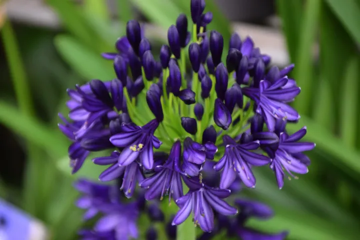 Agapanthus 'Royal Velvet'
