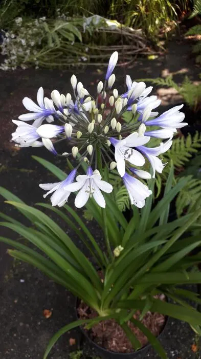 Agapanthus 'Twister'