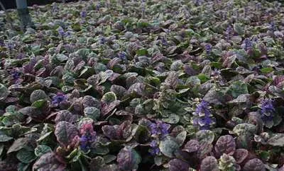 Ajuga reptans 'Burgundy glow'