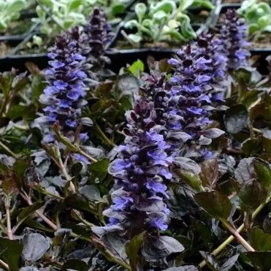 Ajuga reptans 'Black Scallop'