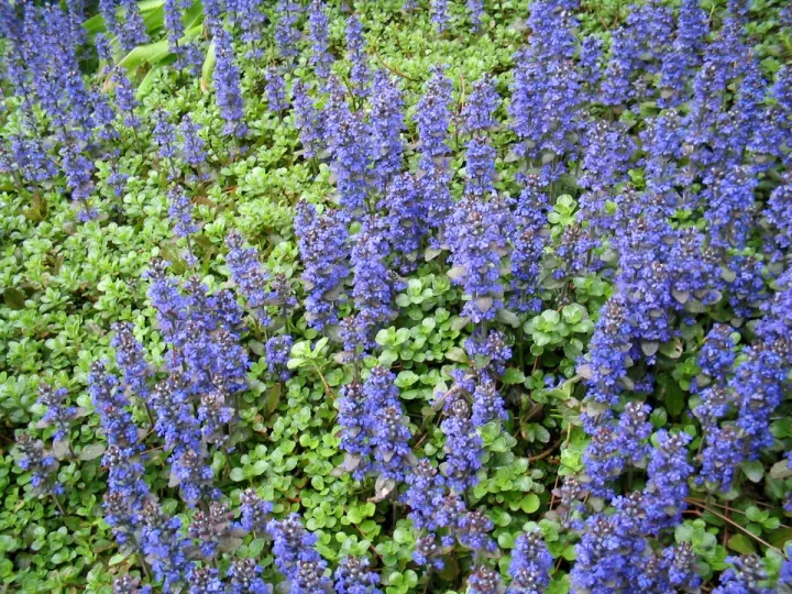 Ajuga reptans