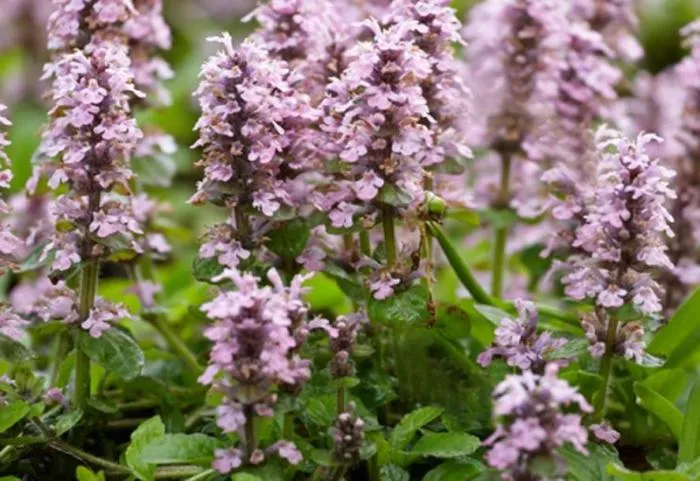 Ajuga reptans 'Rosea'