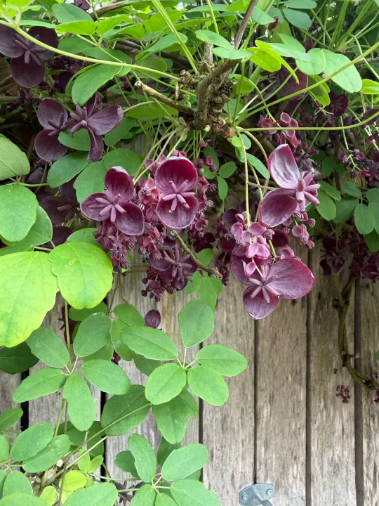 Akebia quinata