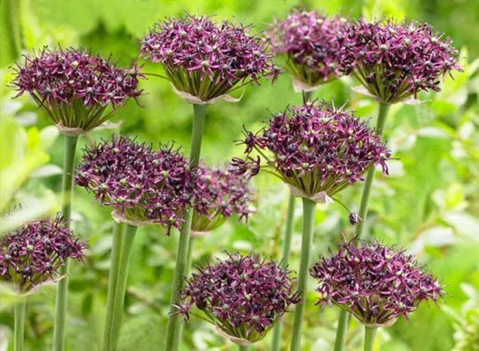 Allium atropurpureum