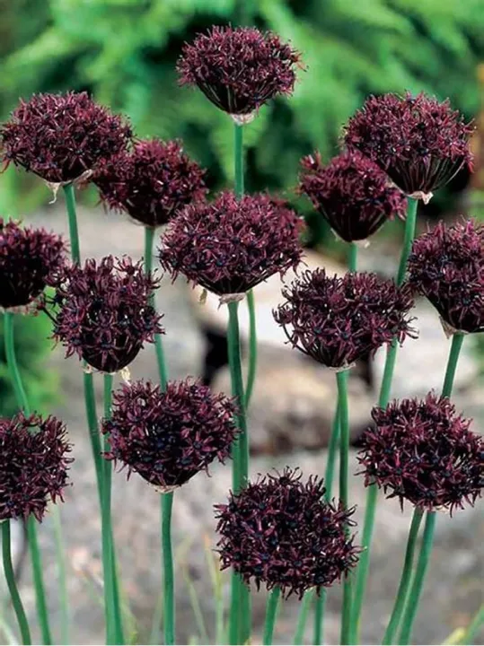 Allium atropurpureum