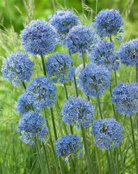 Allium caeruleum