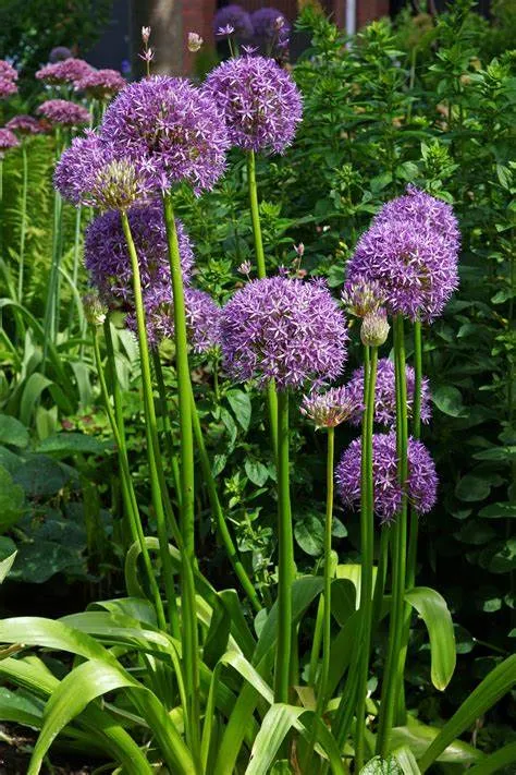 Allium gladiator