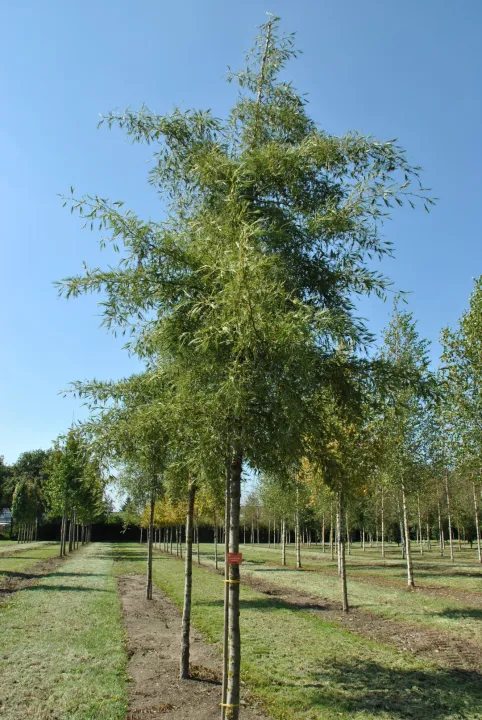 Alnus glutinosa 'Imperalis'