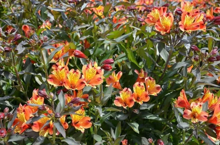 Alstroemeria 'Indian Summer'