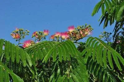 Albizia julibrissin 'Ombrella'