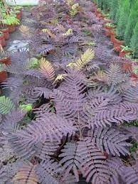 Albizia julibrissin 'Summer Chocolate'