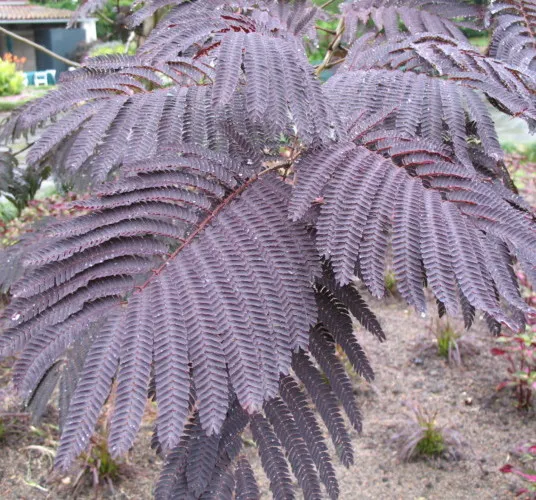 Albizia julibrissin 'Summer Chocolate'