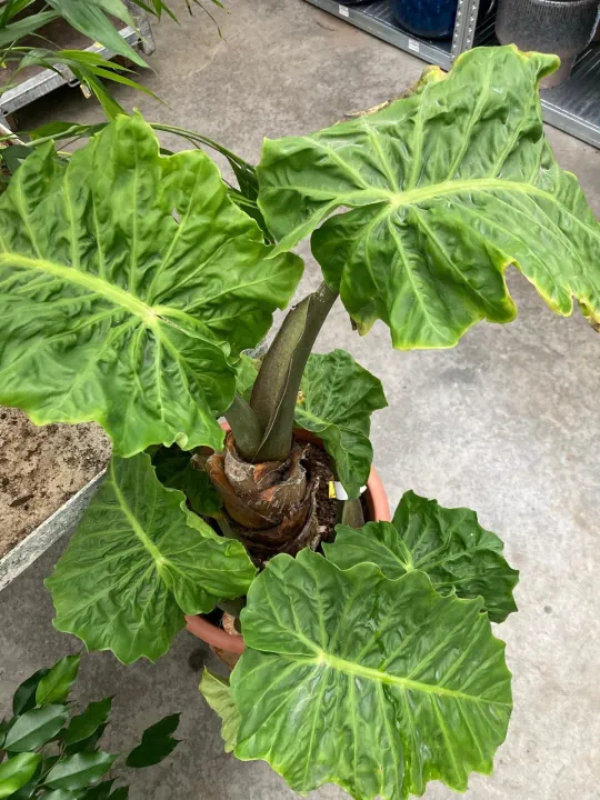 Alocasia macrorrhiza