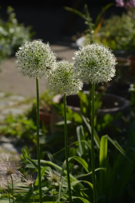 Allium 'Mount Everest'