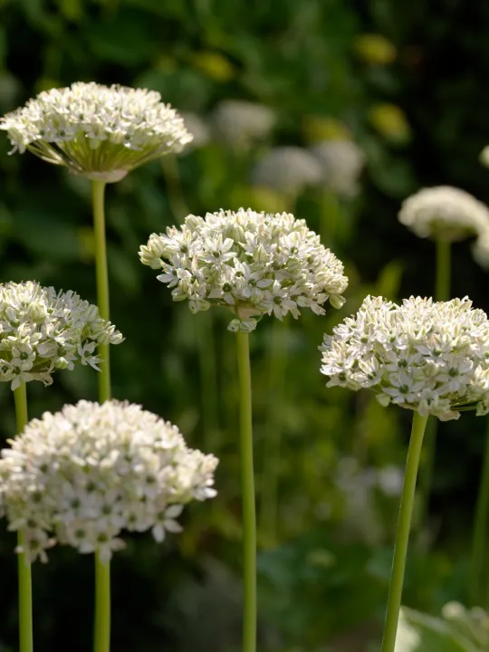 Allium multibulbosum (nigrum)
