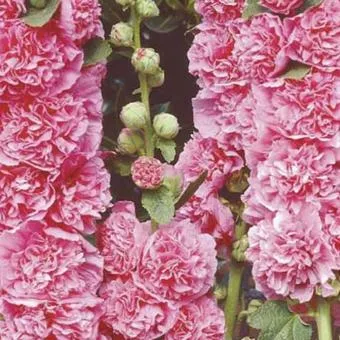 Alcea rosea 'Charter Double Pink'