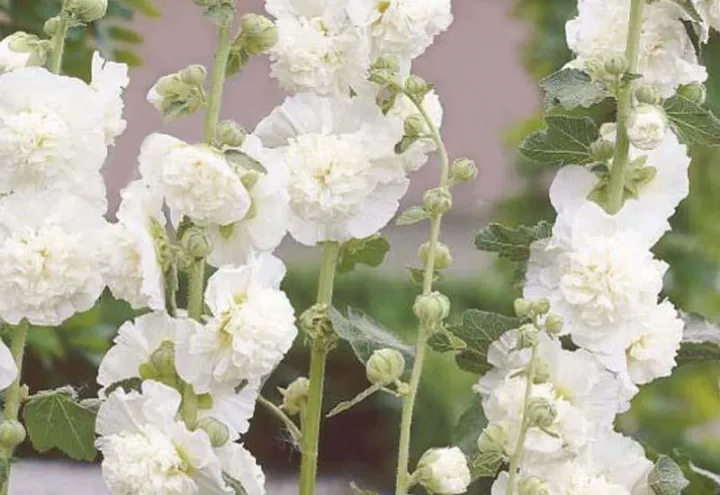 Alcea rosea 'Charters mix'
