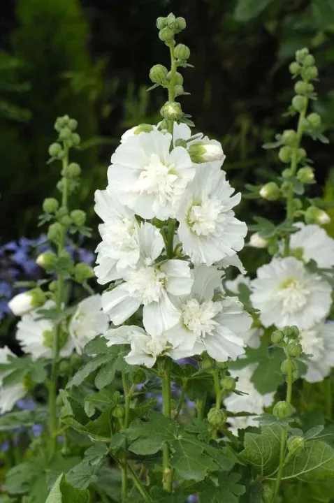 Alcea rosea 'Charter Double White'