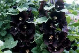 Alcea rosea 'Jet Black'