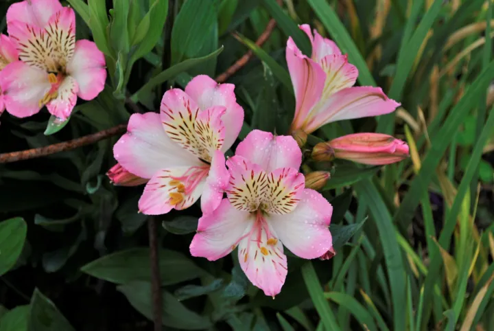 Alstroemeria 'Summer Break'