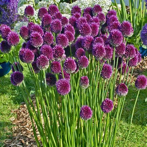 Allium schoenoprasum