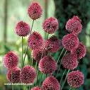 Allium sphaerocephalon