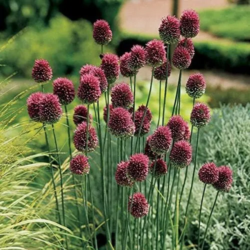 Allium sphaerocephalon