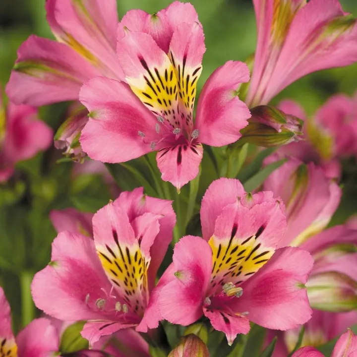 Alstroemeria 'Summer Saint'