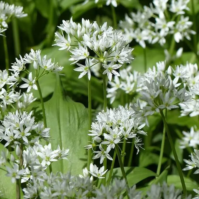 Allium ursinum