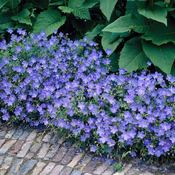 Amsonia 'Blue Ice'
