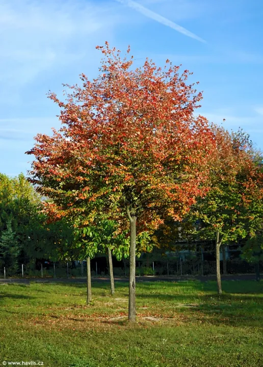 Amelanchier canadensis 'October Flame'