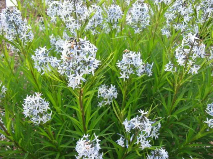 Amsonia hubrichtii