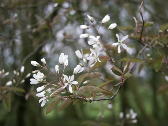 Amelanchier lamarckii