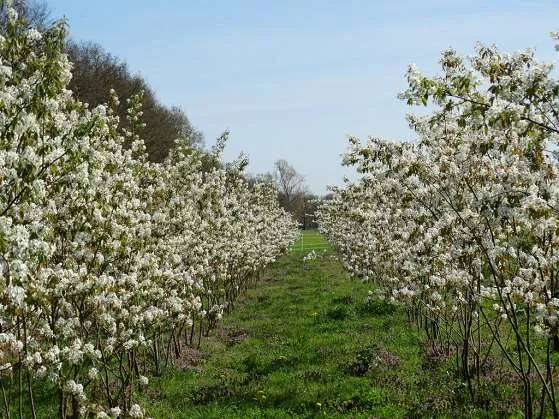 Amelanchier lamarckii