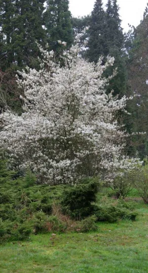 Amelanchier laevis 'Ballerina'