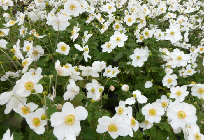 Anemone hybrida (x) 'Andrea Atkinson'