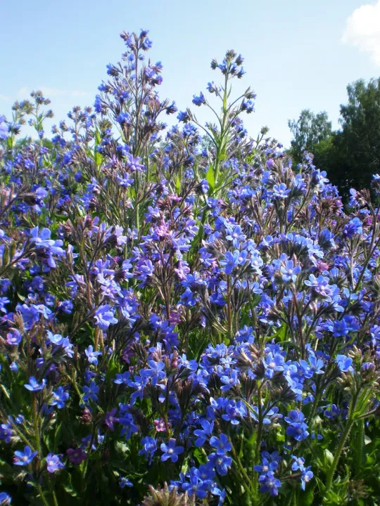 Anchusa azurea 'Loddon Royalist'