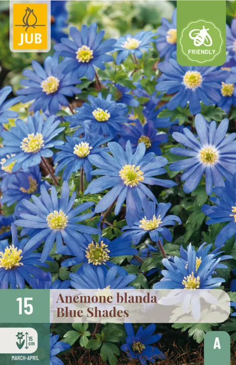 Anemone blanda 'Blue Shades'