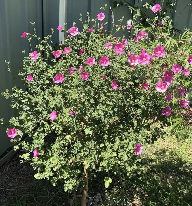 Anisodontea capensis