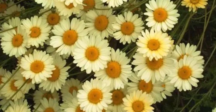 Anthemis hybrida (x) 'E.c.buxton'
