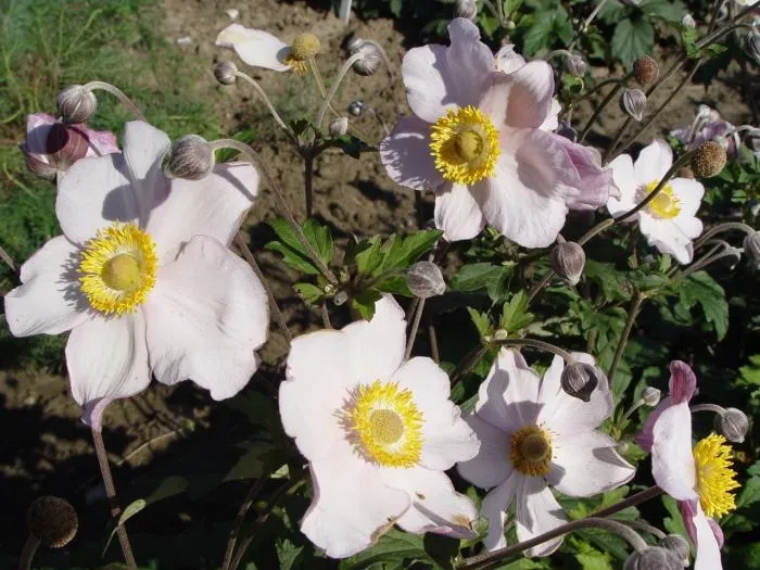 Anemone hybrida (x) 'Hadspen Abundance'