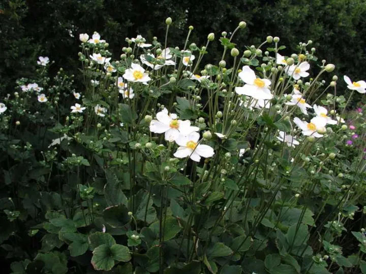 Anemone hybrida (x) 'Honorine Jobert'