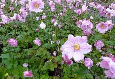Anemone hybrida (x) 'Königin Charlotte'