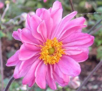 Anemone hybrida (x) 'Pamina'
