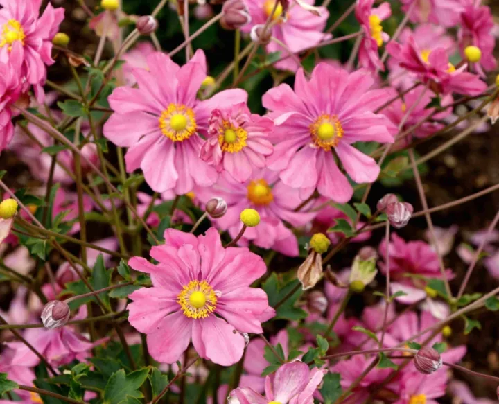 Anemone hybrida 'Harlequin Pastel'