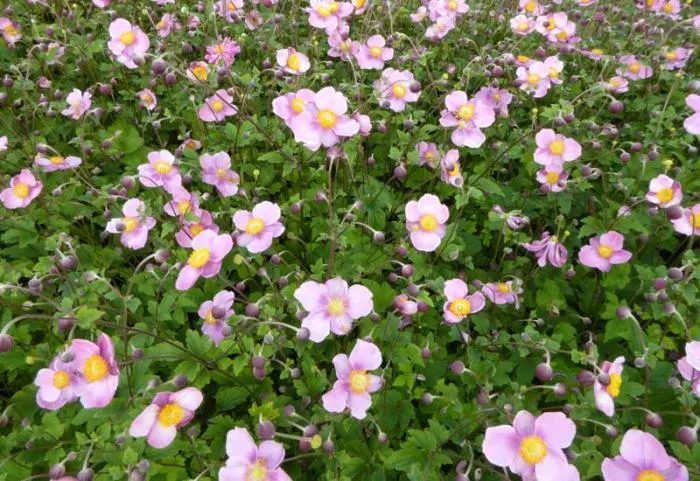 Anemone hupehensis 'Splendens'