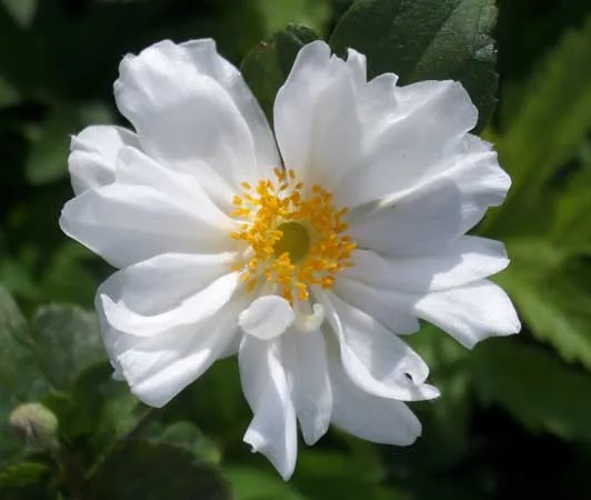Anemone hybrida (x) 'Whirlwind'
